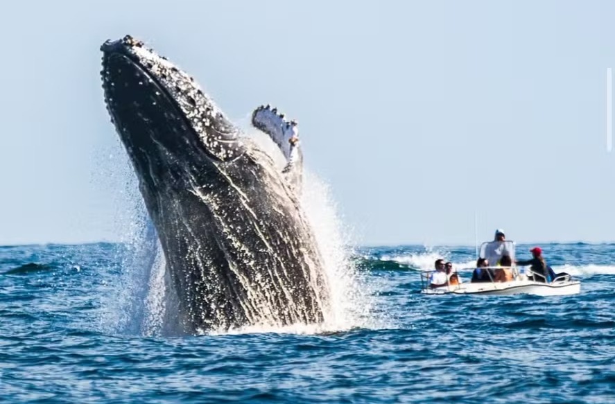 Baleia jubarte salta perto de um barco em ilha no Rio e fot�grafo consegue captar o momento